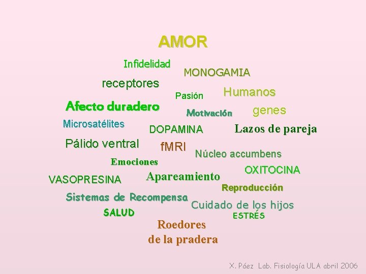 AMOR Infidelidad receptores Afecto duradero Microsatélites MONOGAMIA Humanos genes Motivación Pasión DOPAMINA Pálido ventral