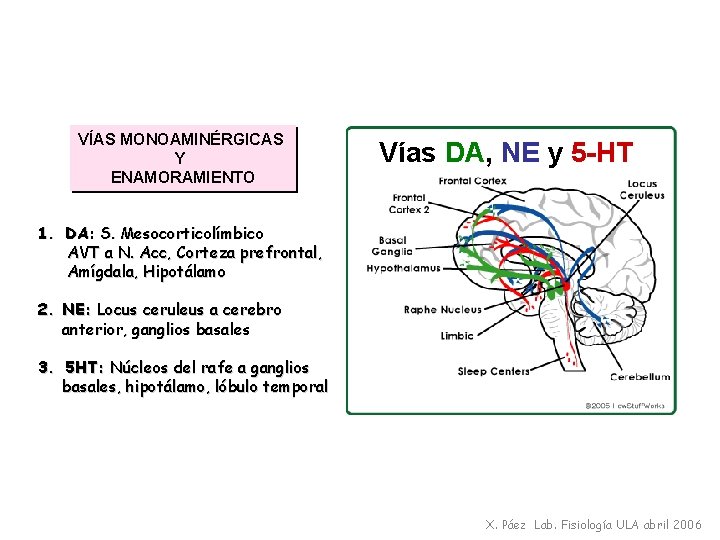 VÍAS MONOAMINÉRGICAS Y ENAMORAMIENTO Vías DA, NE y 5 -HT 1. DA: S. Mesocorticolímbico