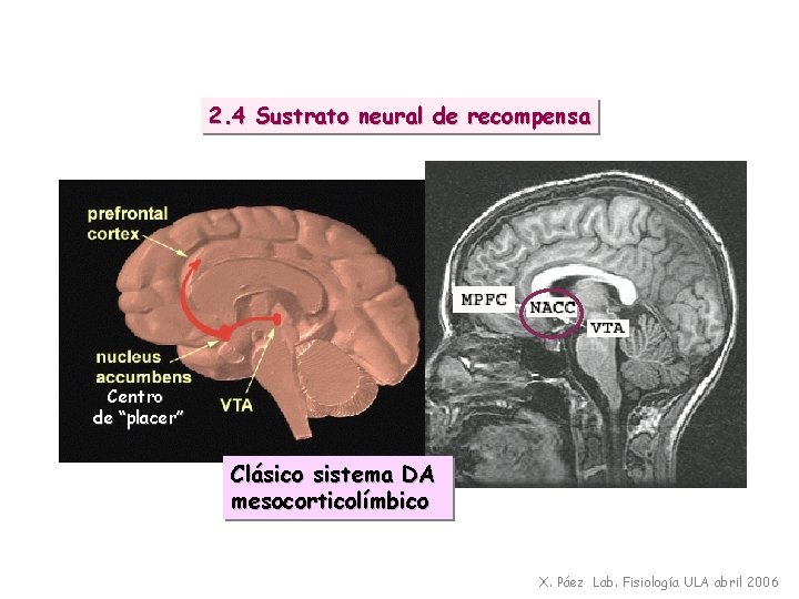 2. 4 Sustrato neural de recompensa Centro de “placer” Clásico sistema DA mesocorticolímbico X.