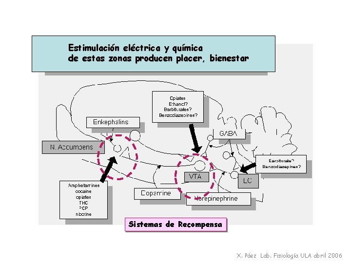 Estimulación eléctrica y química de estas zonas producen placer, bienestar Sistemas de Recompensa X.