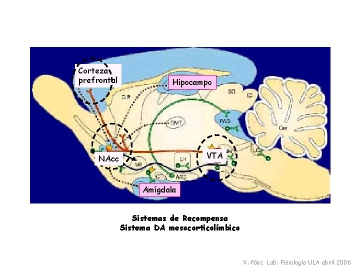 Corteza prefrontal Hipocampo VTA NAcc Amígdala Sistemas de Recompensa Sistema DA mesocorticolímbico X. Páez