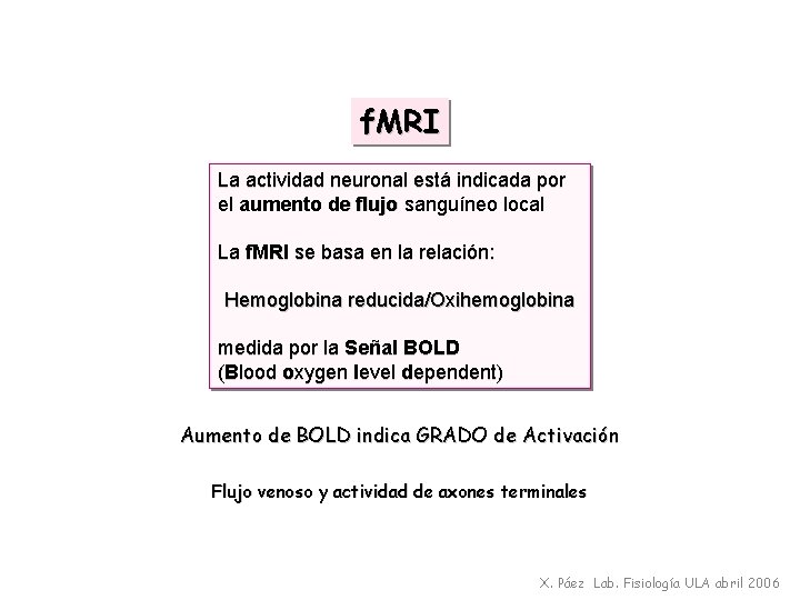 f. MRI La actividad neuronal está indicada por el aumento de flujo sanguíneo local