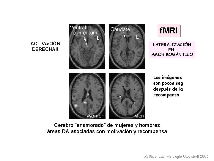 ACTIVACIÓN DERECHA!! L L f. MRI LATERALIZACIÓN EN AMOR ROMÁNTICO Las imágenes son pocos