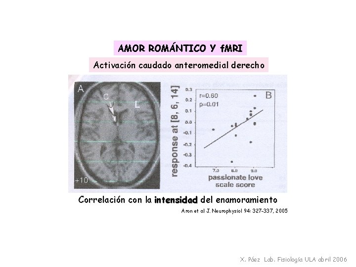 AMOR ROMÁNTICO Y f. MRI Activación caudado anteromedial derecho Correlación con la intensidad del