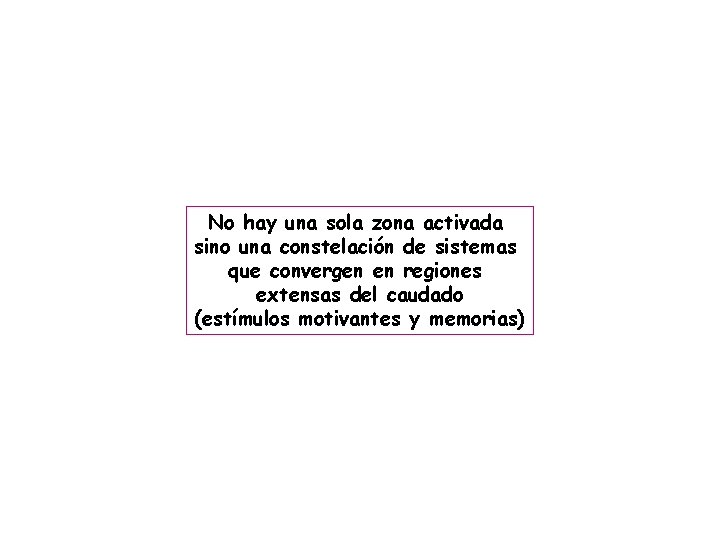 No hay una sola zona activada sino una constelación de sistemas que convergen en