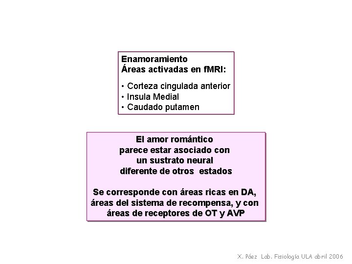 Enamoramiento Áreas activadas en f. MRI: • Corteza cingulada anterior • Insula Medial •