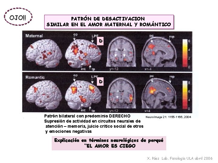 OJO!! PATRÓN DE DESACTIVACION SIMILAR EN EL AMOR MATERNAL Y ROMÁNTICO D D Patrón