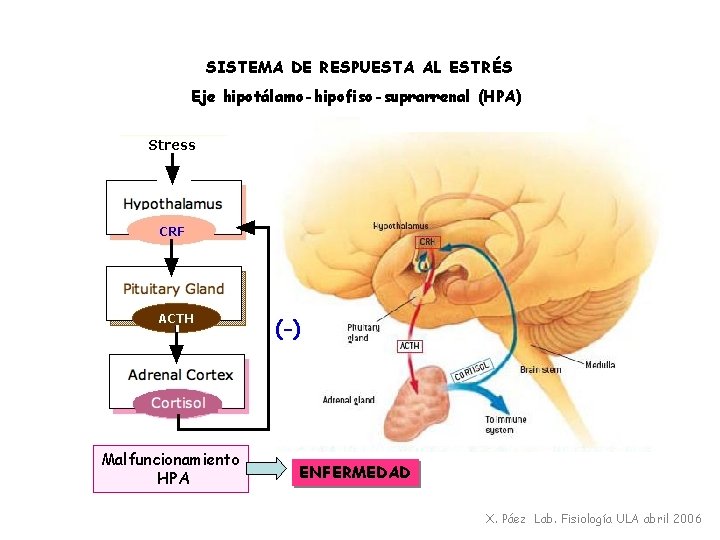 SISTEMA DE RESPUESTA AL ESTRÉS Eje hipotálamo-hipofiso-suprarrenal (HPA) (-) Malfuncionamiento HPA ENFERMEDAD X. Páez