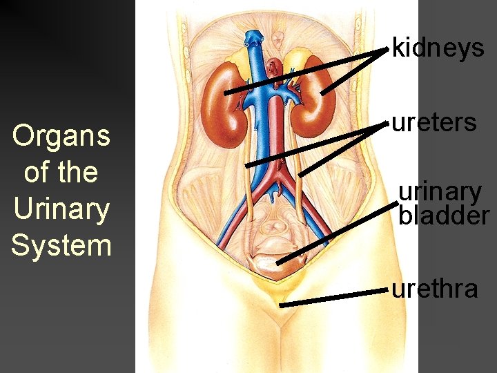 kidneys Organs of the Urinary System ureters urinary bladder urethra 