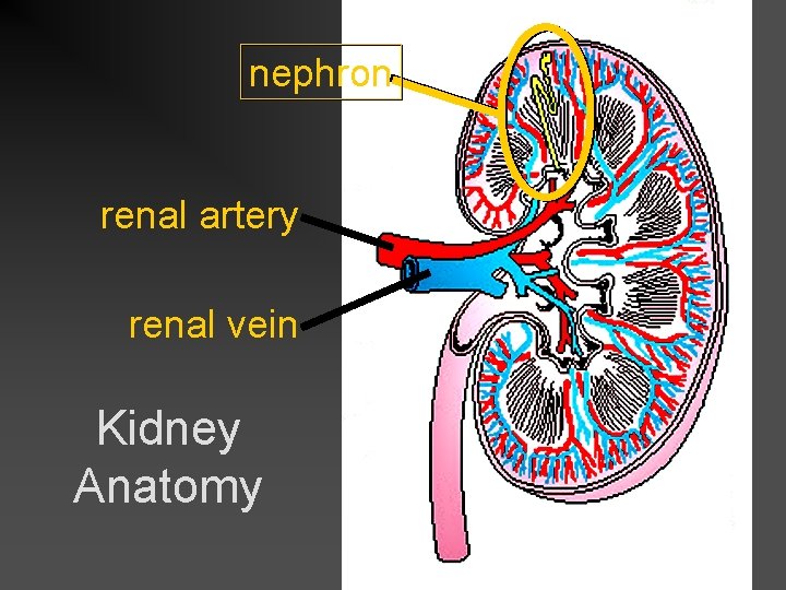 nephron renal artery renal vein Kidney Anatomy 