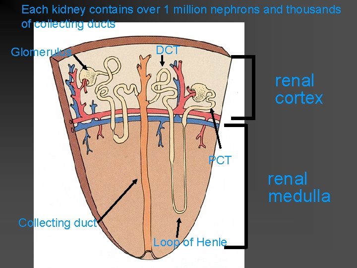 Each kidney contains over 1 million nephrons and thousands of collecting ducts Glomerulus DCT