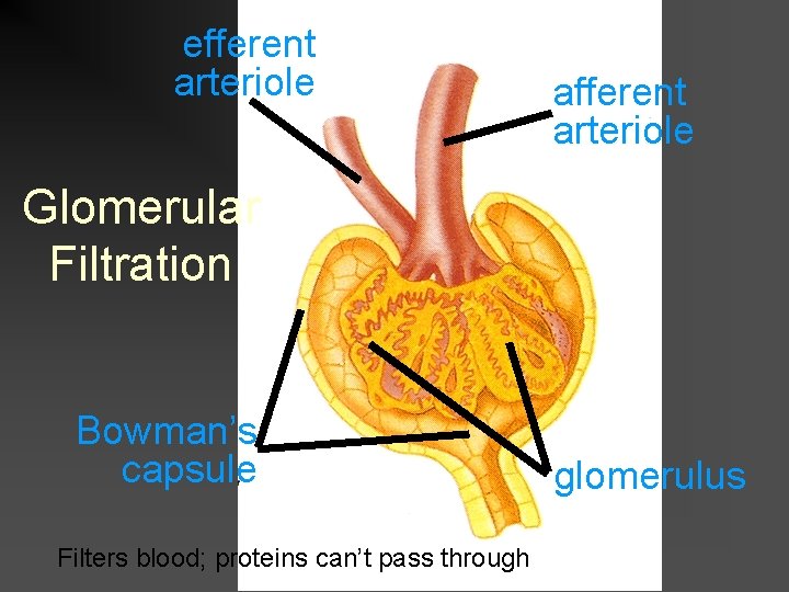 efferent arteriole afferent arteriole Glomerular Filtration Bowman’s capsule Filters blood; proteins can’t pass through