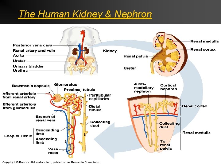 The Human Kidney & Nephron 