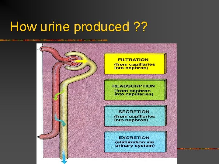 How urine produced ? ? 