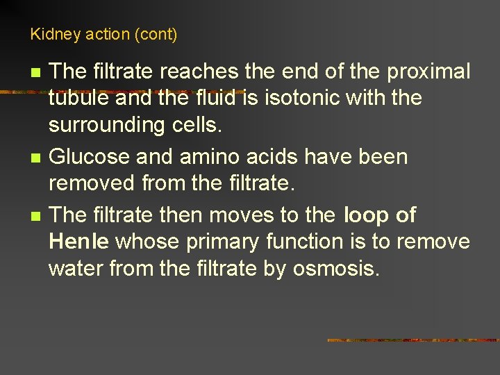 Kidney action (cont) n n n The filtrate reaches the end of the proximal