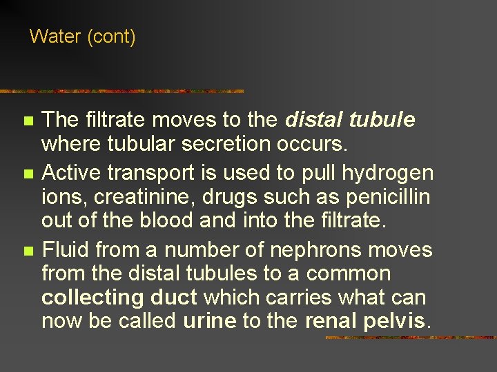 Water (cont) n n n The filtrate moves to the distal tubule where tubular