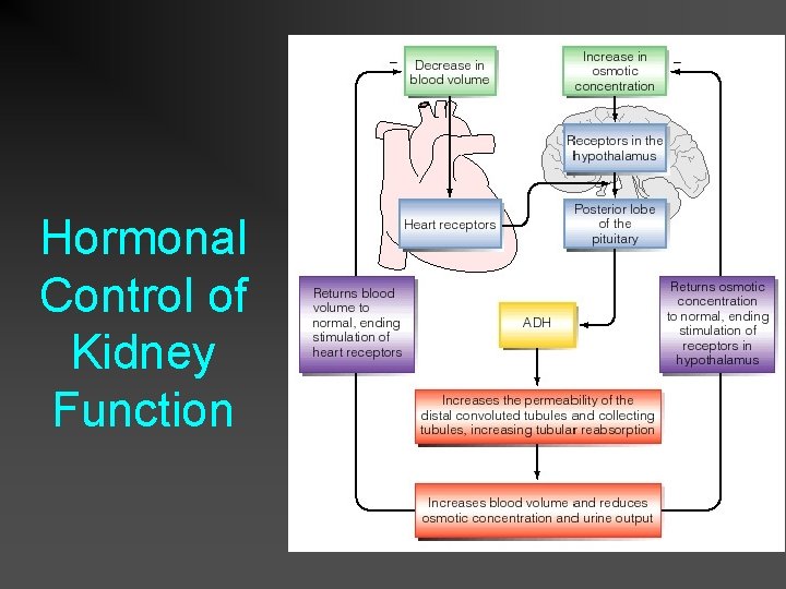 Hormonal Control of Kidney Function 