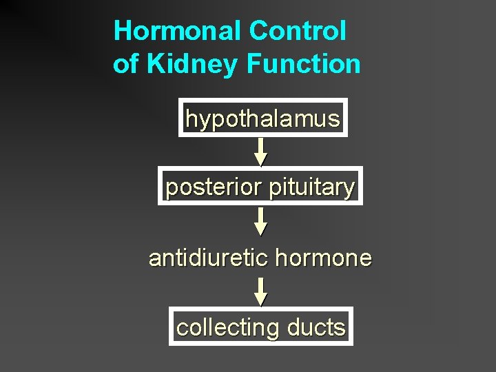 Hormonal Control of Kidney Function hypothalamus posterior pituitary antidiuretic hormone collecting ducts 