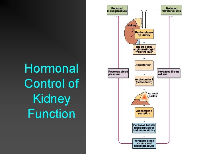 Hormonal Control of Kidney Function 