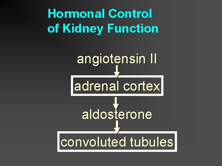 Hormonal Control of Kidney Function angiotensin II adrenal cortex aldosterone convoluted tubules 