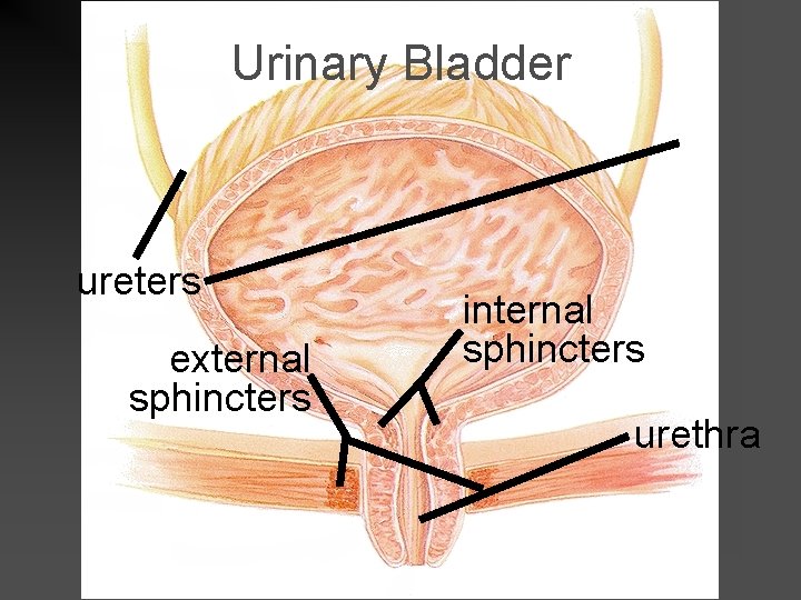 Urinary Bladder ureters external sphincters internal sphincters urethra 