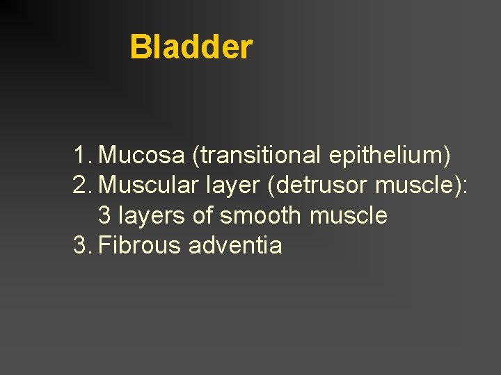 Bladder 1. Mucosa (transitional epithelium) 2. Muscular layer (detrusor muscle): 3 layers of smooth