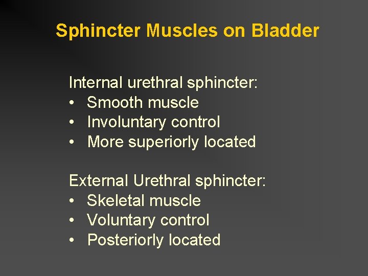 Sphincter Muscles on Bladder Internal urethral sphincter: • Smooth muscle • Involuntary control •