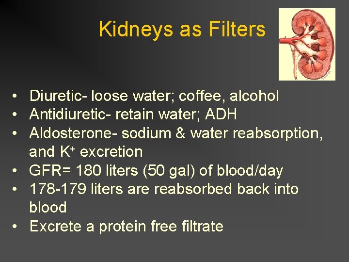 Kidneys as Filters • Diuretic- loose water; coffee, alcohol • Antidiuretic- retain water; ADH