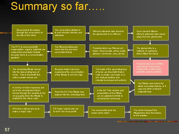 Summary so far…. . Blood enters the kidney through the renal artery at the