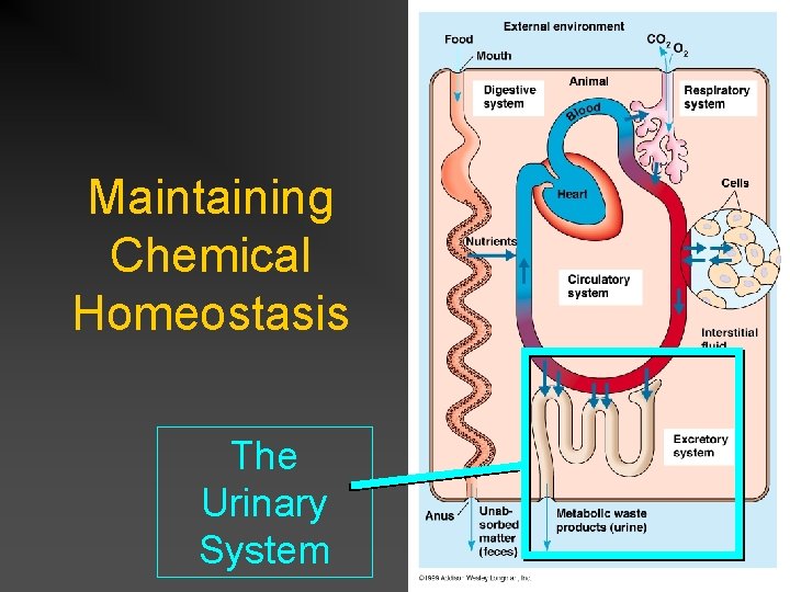 Maintaining Chemical Homeostasis The Urinary System 
