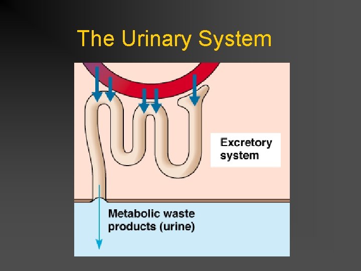 The Urinary System 