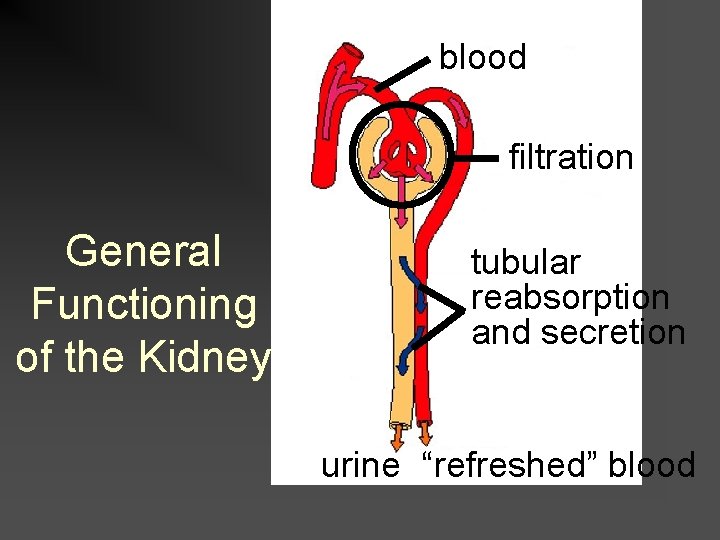 blood filtration General Functioning of the Kidney tubular reabsorption and secretion urine “refreshed” blood