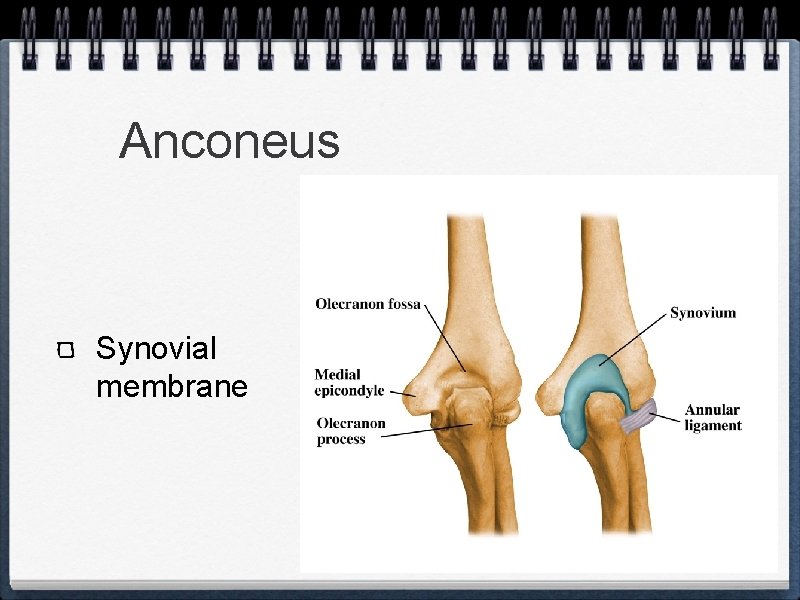 Anconeus Synovial membrane 