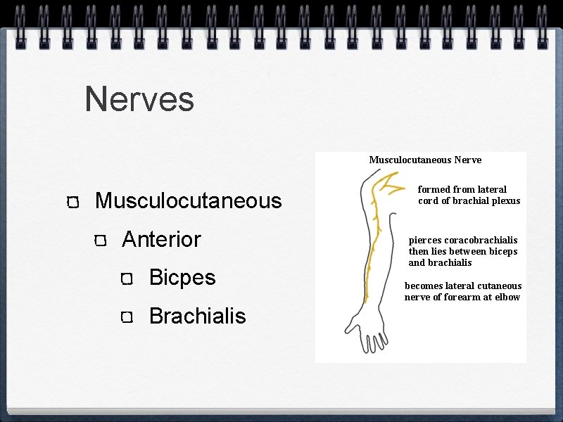 Nerves Musculocutaneous Anterior Bicpes Brachialis 