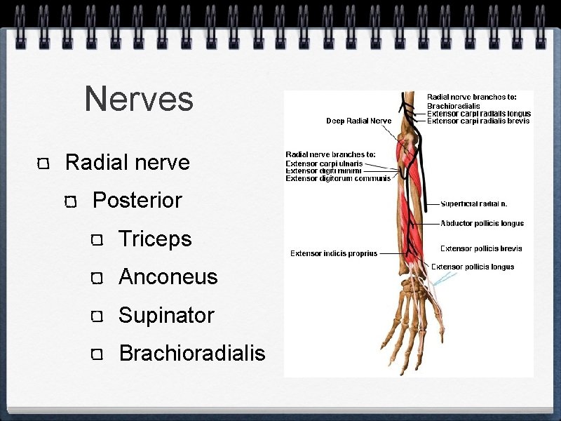 Nerves Radial nerve Posterior Triceps Anconeus Supinator Brachioradialis 