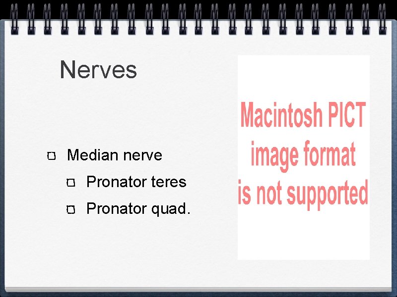 Nerves Median nerve Pronator teres Pronator quad. 
