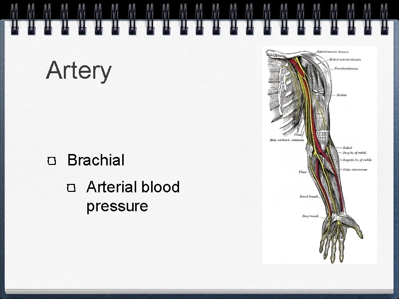 Artery Brachial Arterial blood pressure 