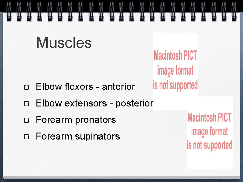 Muscles Elbow flexors - anterior Elbow extensors - posterior Forearm pronators Forearm supinators 