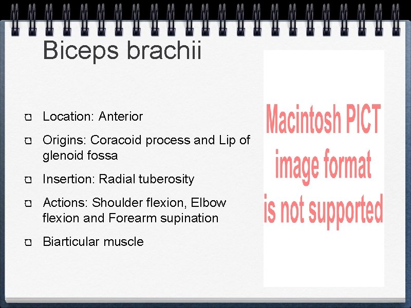 Biceps brachii Location: Anterior Origins: Coracoid process and Lip of glenoid fossa Insertion: Radial