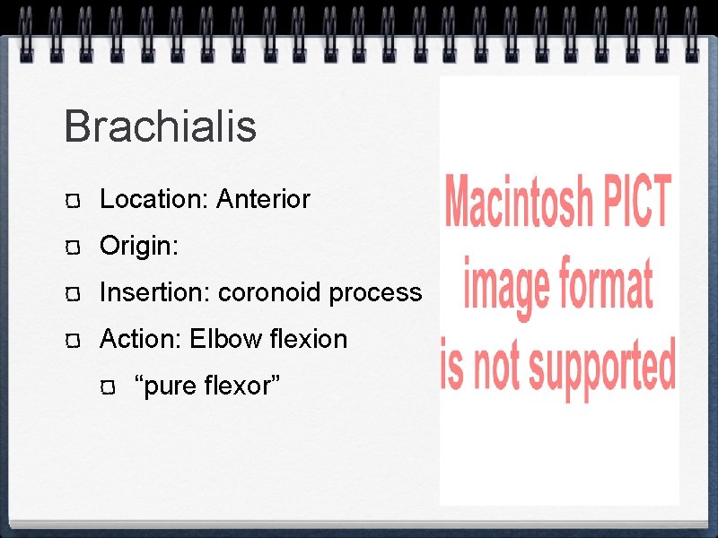 Brachialis Location: Anterior Origin: Insertion: coronoid process Action: Elbow flexion “pure flexor” 