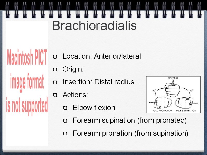 Brachioradialis Location: Anterior/lateral Origin: Insertion: Distal radius Actions: Elbow flexion Forearm supination (from pronated)