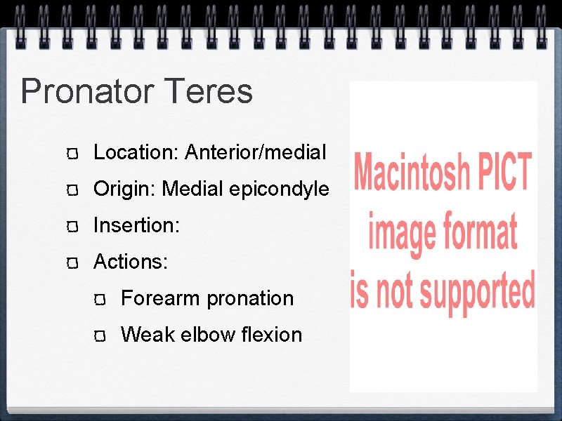 Pronator Teres Location: Anterior/medial Origin: Medial epicondyle Insertion: Actions: Forearm pronation Weak elbow flexion