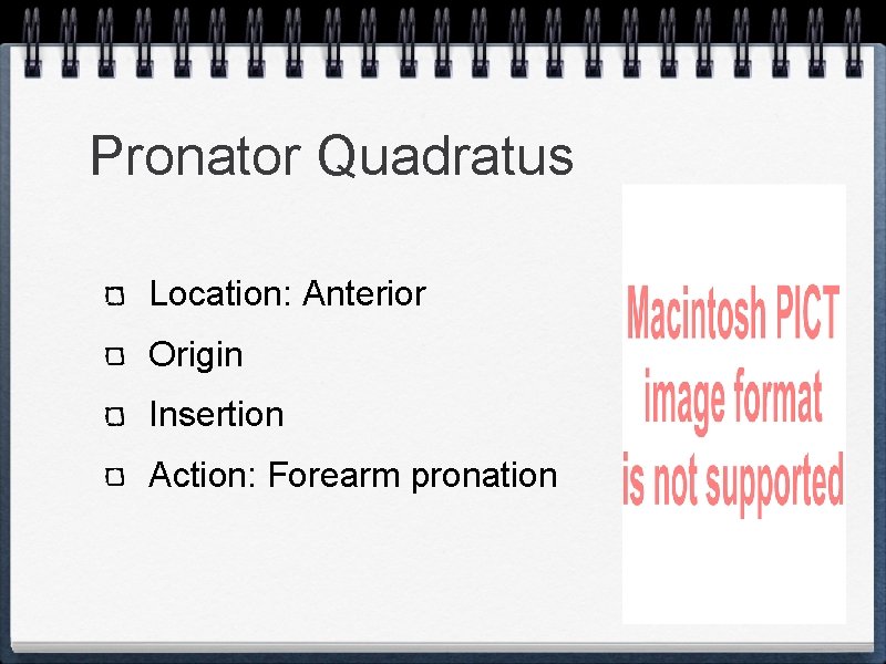 Pronator Quadratus Location: Anterior Origin Insertion Action: Forearm pronation 