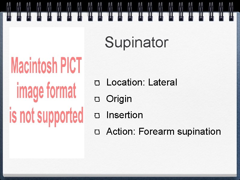 Supinator Location: Lateral Origin Insertion Action: Forearm supination 