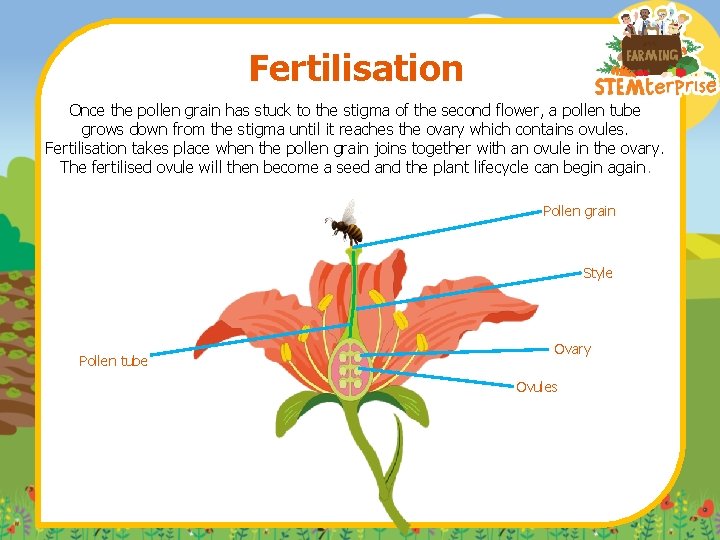 Fertilisation Once the pollen grain has stuck to the stigma of the second flower,