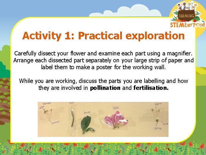 Activity 1: Practical exploration Carefully dissect your flower and examine each part using a