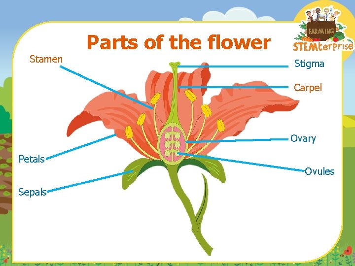 Stamen Parts of the flower Stigma Carpel Ovary Petals Ovules Sepals 