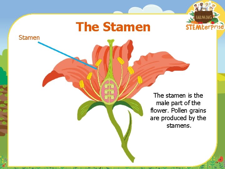 Stamen The stamen is the male part of the flower. Pollen grains are produced