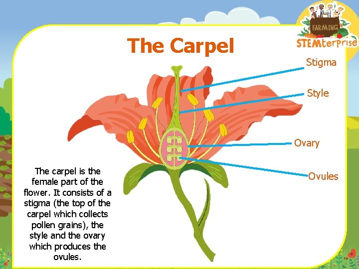 The Carpel Stigma Style Ovary The carpel is the female part of the flower.