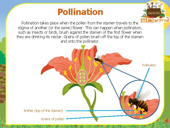 Pollination takes place when the pollen from the stamen travels to the stigma of